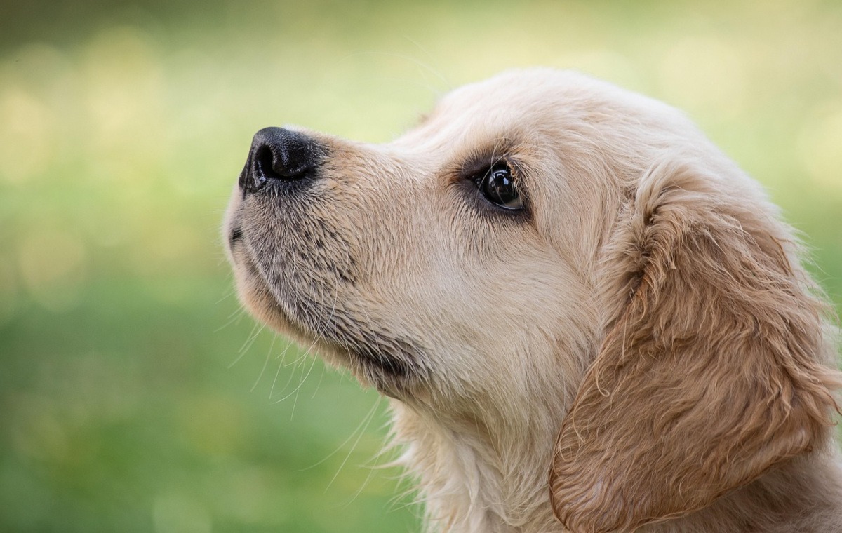 Perro Golden Retriever